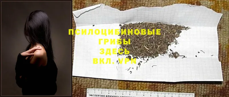 mega вход  Ленинск-Кузнецкий  Псилоцибиновые грибы GOLDEN TEACHER 